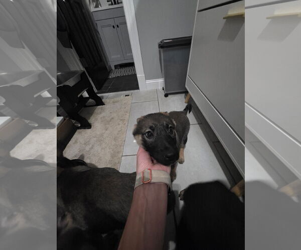 Medium Photo #6 German Shepherd Dog-pomeranian spitz Mix Puppy For Sale in Princeton, MN, USA