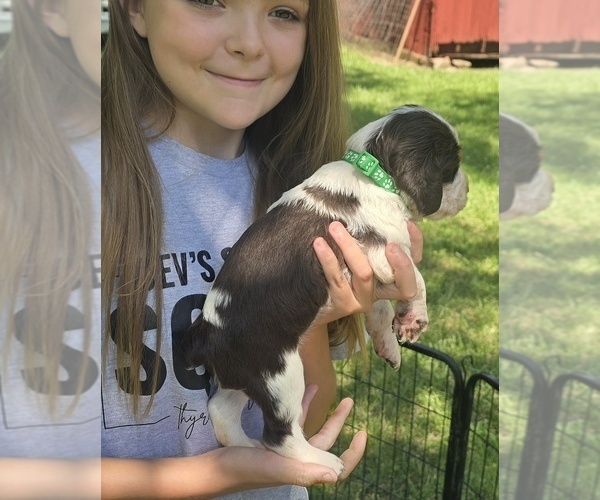 Medium Photo #3 English Springer Spaniel Puppy For Sale in GREELEY, KS, USA