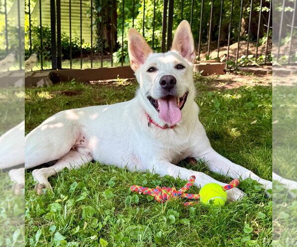 Medium Photo #22 Mutt Puppy For Sale in Canton, CT, USA