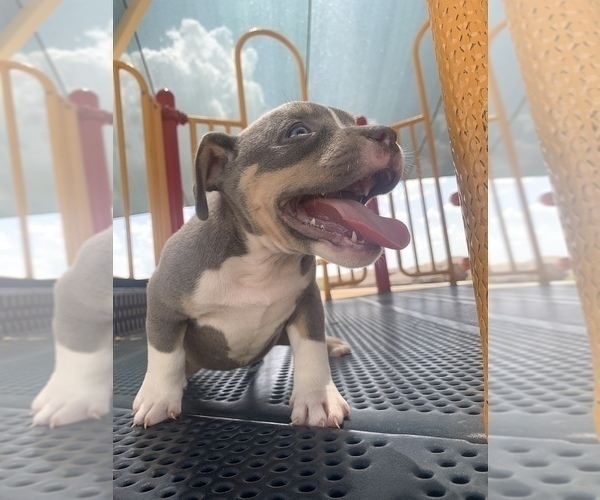 Medium Photo #3 American Bully Puppy For Sale in ARLINGTON, TX, USA