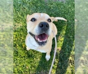 Cain - Male Mutt Dog for Adoption - Photo #2