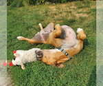 Small #5 Boxer
