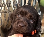 Small #1 Boykin Spaniel