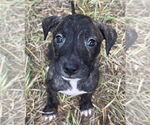 Small Black Mouth Cur-Labrador Retriever Mix
