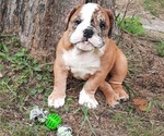 Small Photo #14 Bulldog Puppy For Sale in GREEN FOREST, AR, USA