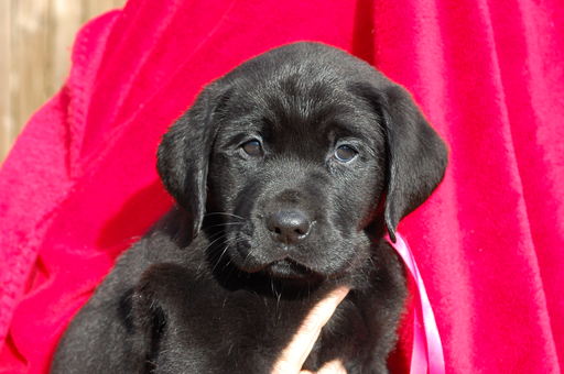 Medium Photo #1 Labrador Retriever Puppy For Sale in HANNIBAL, MO, USA