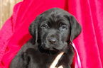 Small Photo #1 Labrador Retriever Puppy For Sale in HANNIBAL, MO, USA