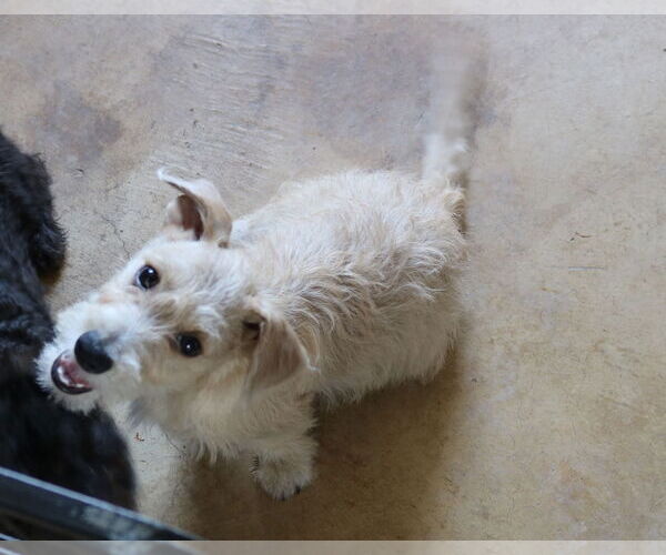 Medium Photo #4 Poodle (Miniature)-Unknown Mix Puppy For Sale in Bandera, TX, USA