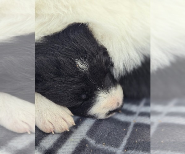 Medium Photo #6 Border Collie Puppy For Sale in LEBANON, MO, USA