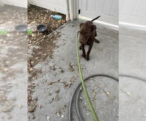 Labrador Retriever Dogs for adoption in Palmetto, FL, USA