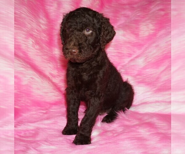 Medium Photo #1 Labradoodle mix (+ Poodle Standard) Puppy For Sale in LA HABRA, CA, USA