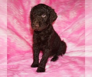 Labradoodle mix (+ Poodle Standard) Puppy for sale in LA HABRA, CA, USA