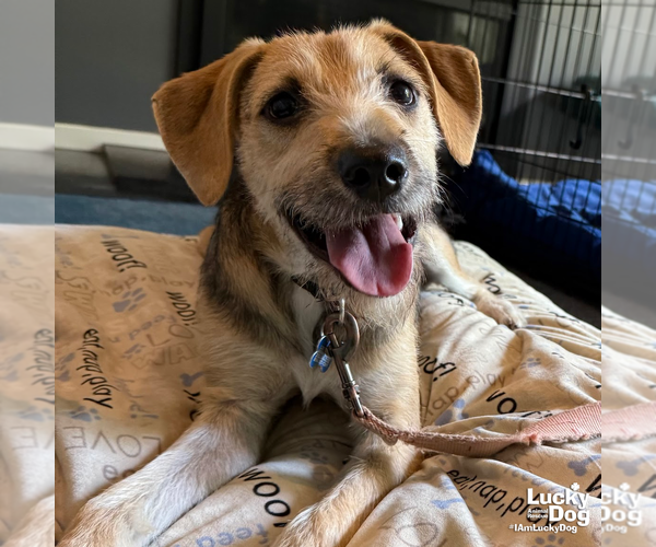 Medium Photo #9 Mutt Puppy For Sale in Washington, DC, USA