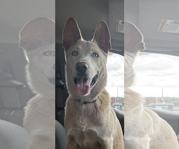 Medium Photo #3 Mutt Puppy For Sale in Kankakee, IL, USA