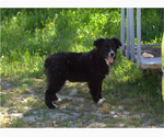 Small #2 Australian Shepherd