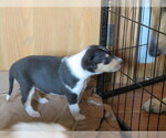 Small Photo #2 Collie Puppy For Sale in NUNN, CO, USA
