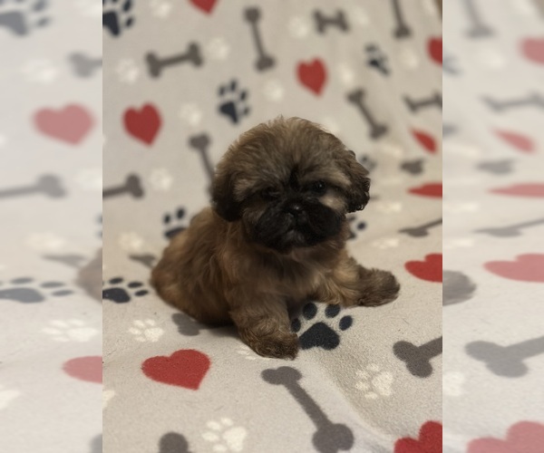 Medium Photo #2 Shih Tzu Puppy For Sale in LITHONIA, GA, USA
