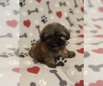 Small #1 Shih Tzu