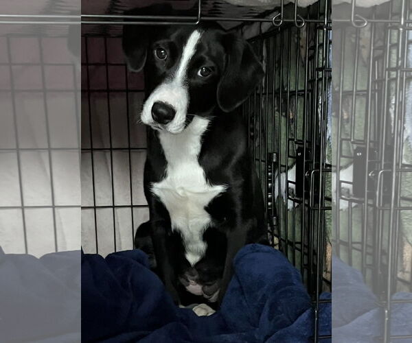 Medium Photo #1 Australian Shepherd-Beagle Mix Puppy For Sale in Wakefield, RI, USA