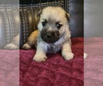 Small Photo #6 Cairn Terrier Puppy For Sale in DAYTONA BEACH, FL, USA