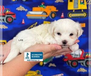 Maltese Puppy for sale in WINNSBORO, LA, USA