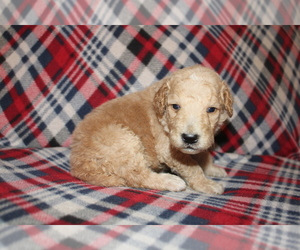 Goldendoodle (Miniature) Puppy for sale in BLMGTN, IN, USA
