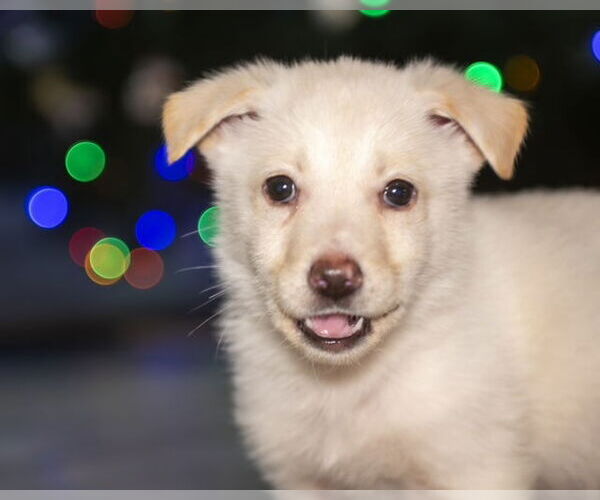 Medium Photo #5 Shepradors Puppy For Sale in Princeton, MN, USA