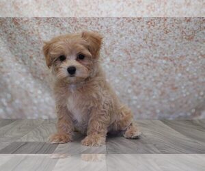 Maltipoo Puppy for sale in MARIETTA, GA, USA