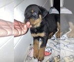 Small Photo #10 Rottweiler Puppy For Sale in SHELBYVILLE, IL, USA