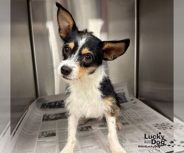 Medium Photo #3 Jack Chi Puppy For Sale in Washington, DC, USA