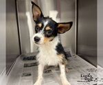 Small #2 Jack Chi