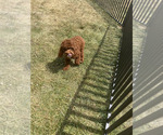 Small Photo #117 Poodle (Miniature) Puppy For Sale in WARSAW, IN, USA