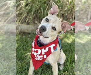 Boxer-Unknown Mix Dogs for adoption in Euless, TX, USA