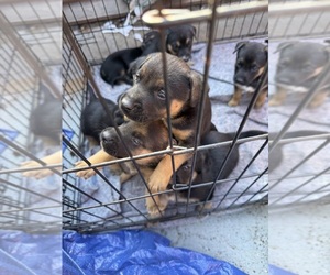 German Shepherd Dog Puppy for sale in VALLEJO, CA, USA