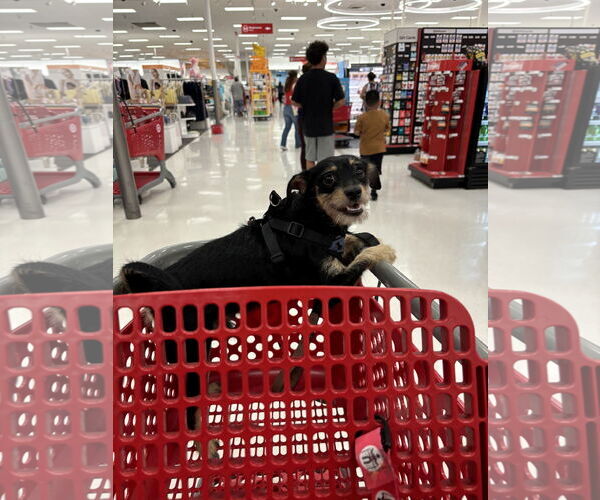 Medium Photo #3 Jack Russell Terrier-Unknown Mix Puppy For Sale in Tustin, CA, USA