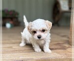 Small #15 Maltipoo