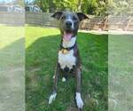 Small #41 American Pit Bull Terrier Mix