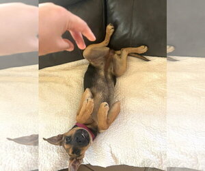 Chillie - Female Mutt Dog for Adoption - Photo #4