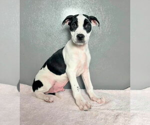 American Staffordshire Terrier-Unknown Mix Dogs for adoption in New Oxford , PA, USA