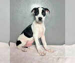 Buzz - Male American Staffordshire Terrier-Unknown Mix Dog for Adoption - Small photo