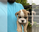 Small Photo #3 English Bulldog Puppy For Sale in SPENCER, TN, USA