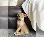Small #1 Australian Shepherd Mix