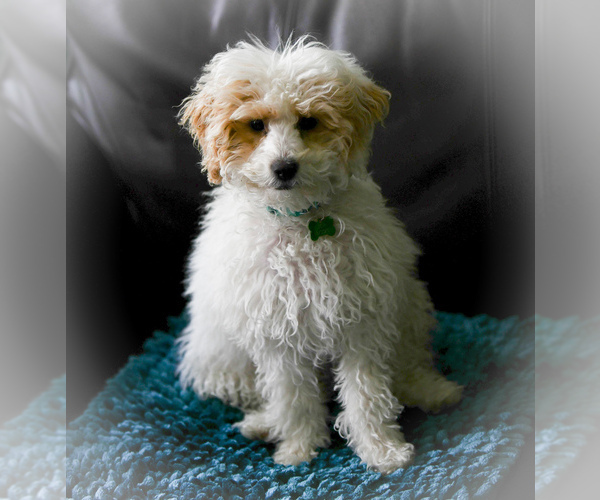 Medium Photo #1 Goldendoodle (Miniature) Puppy For Sale in NORTH BEND, OH, USA