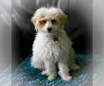 Small Photo #1 Goldendoodle (Miniature) Puppy For Sale in NORTH BEND, OH, USA