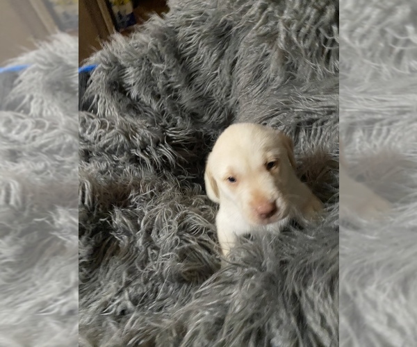 Medium Photo #4 Labrador Retriever Puppy For Sale in STOKESDALE, NC, USA