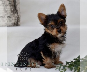 Yorkshire Terrier Puppy for sale in MILL HALL, PA, USA