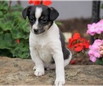 Small Photo #1 Fox Terrier (Toy) Puppy For Sale in FREDERICKSBG, OH, USA