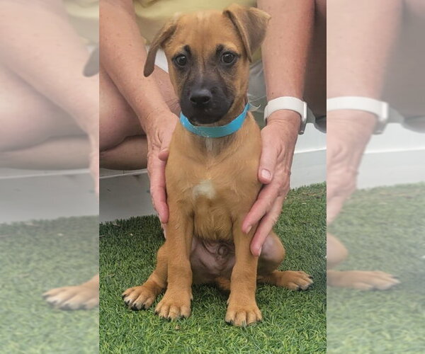 Medium Photo #2 Dachsador Puppy For Sale in Pompano Beach , FL, USA