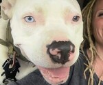 Small #5 American Pit Bull Terrier
