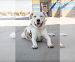 Small #11 Labrador Retriever Mix